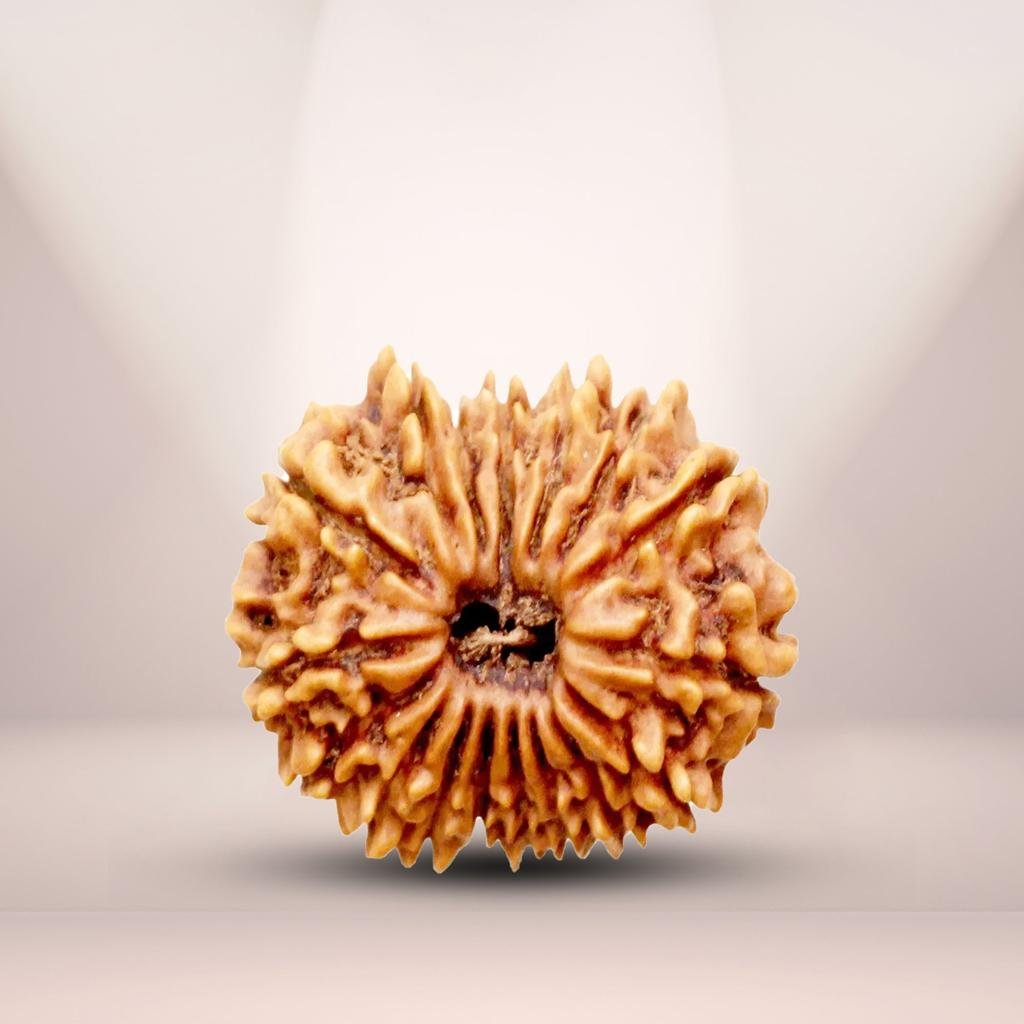 13 Mukhi Rudraksha