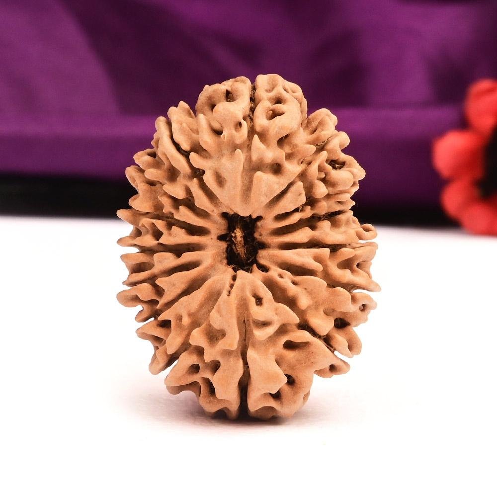 15 Mukhi Rudraksha