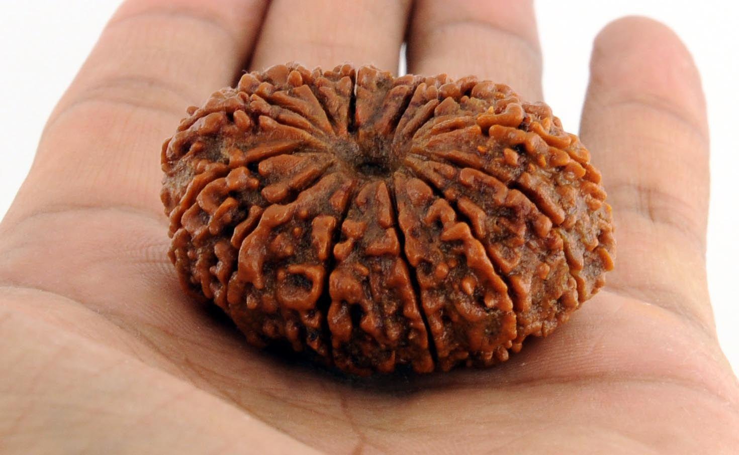 18 Mukhi Rudraksha