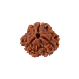 3 Mukhi Rudraksha