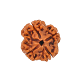 4 Mukhi Rudraksha