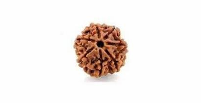 7 Mukhi Rudraksha