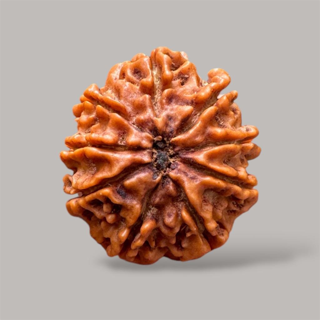 9 Mukhi Rudraksha