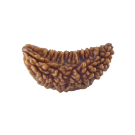 1 Mukhi Rudraksha