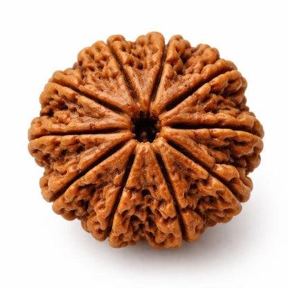 10 Mukhi Rudraksha