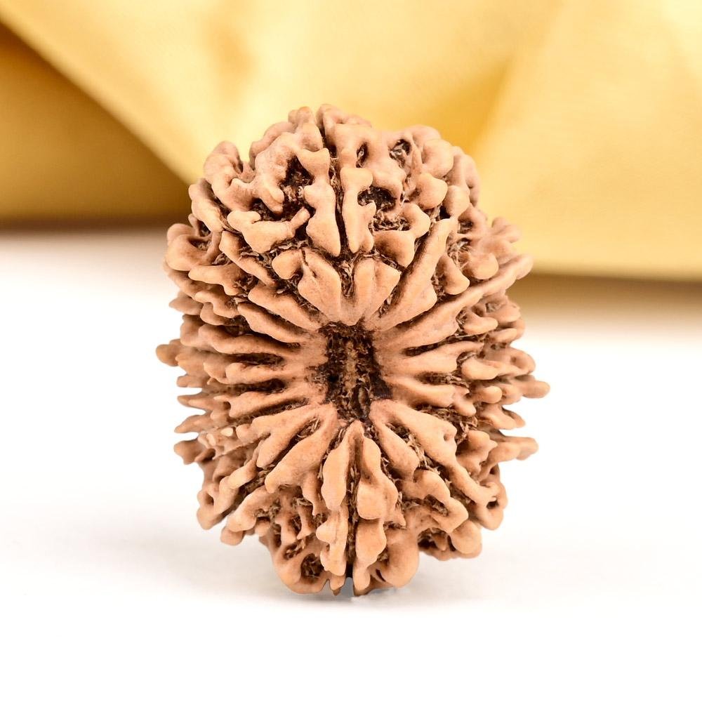 11 Mukhi Rudraksha