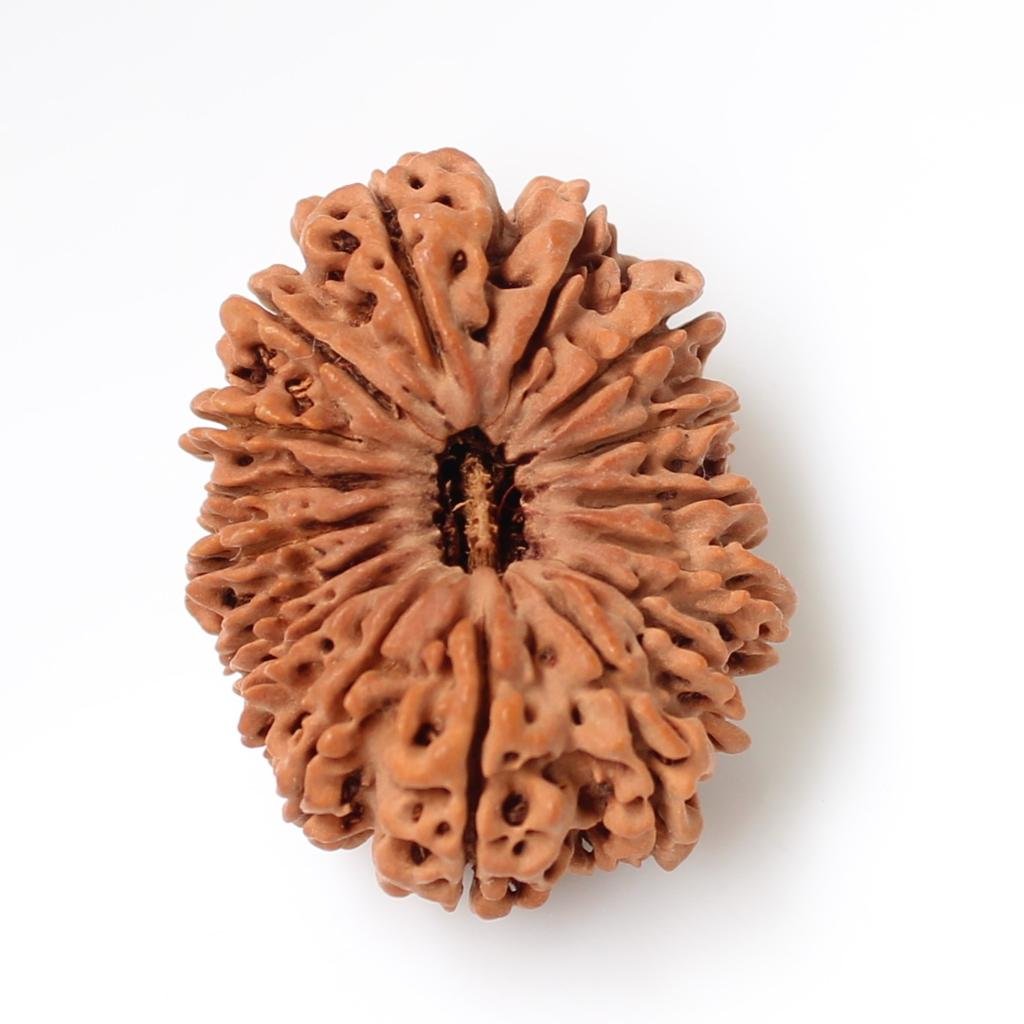 12 Mukhi Rudraksha