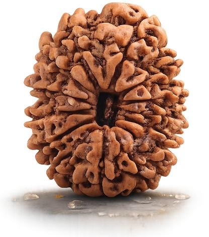 14 Mukhi Rudraksha