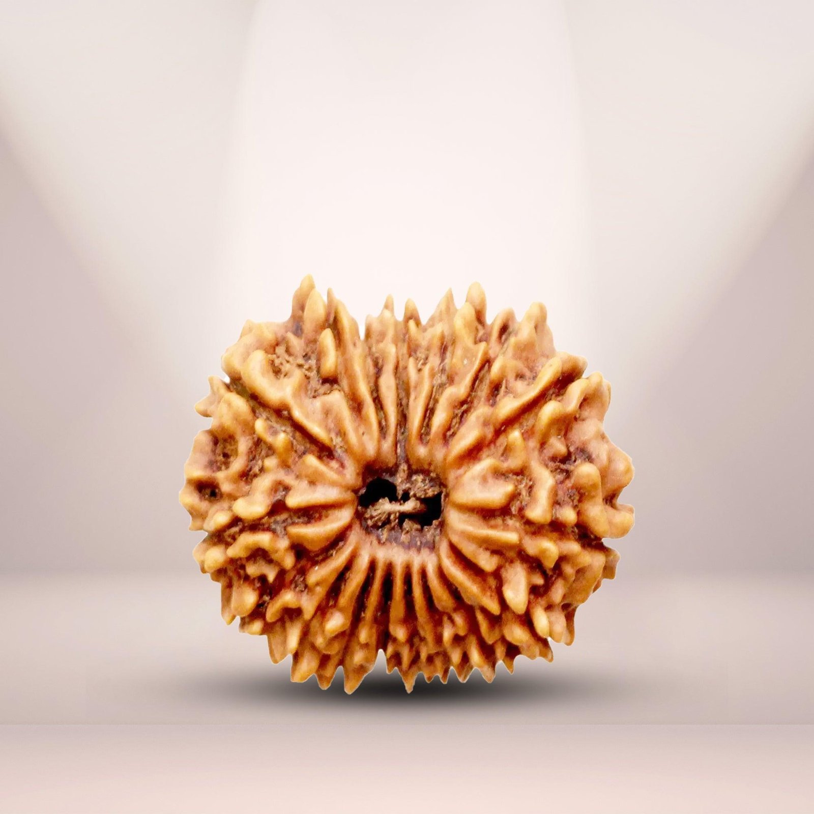 17 Mukhi Rudraksha