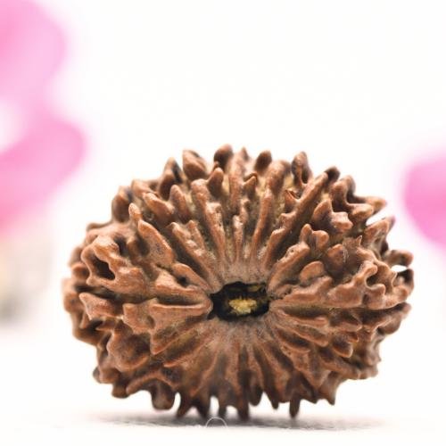 19 Mukhi Rudraksha