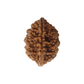 2 Mukhi Rudraksha