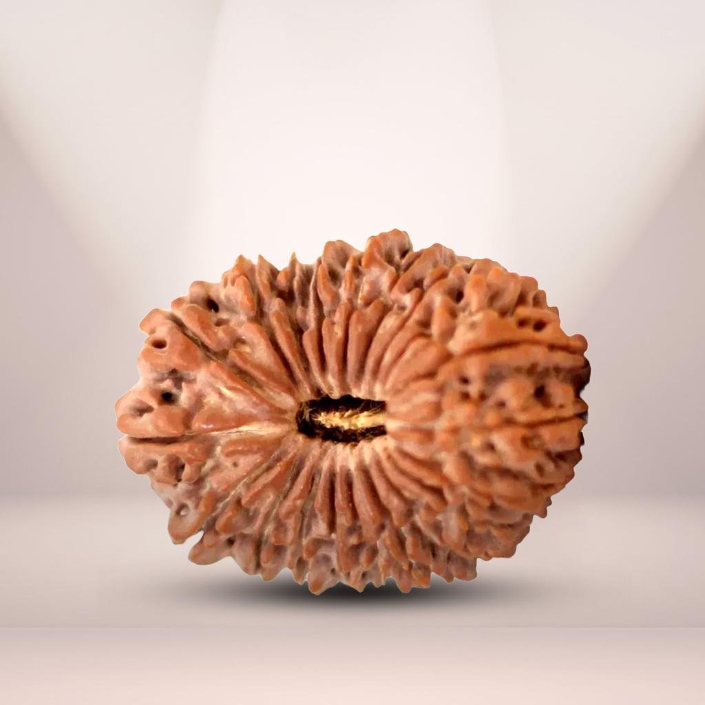 20 Mukhi Rudraksha