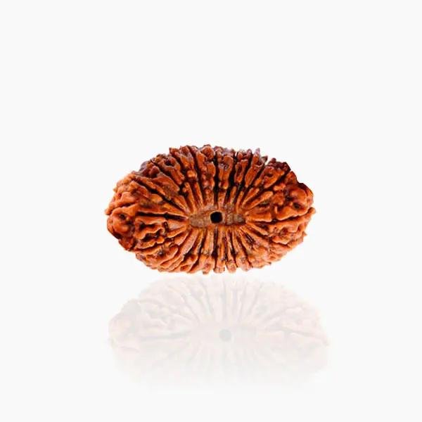 21 Mukhi Rudraksha