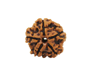 5 Mukhi Rudraksha