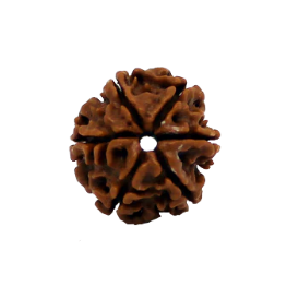 6 Mukhi Rudraksha