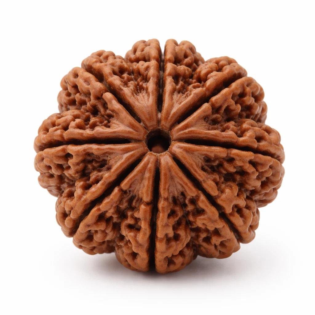 8 Mukhi Rudraksha
